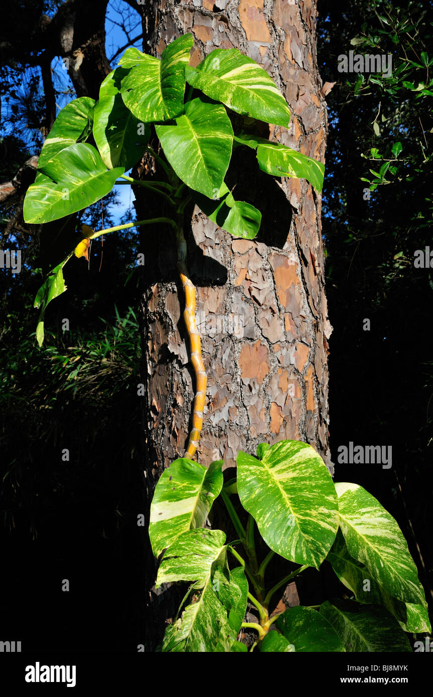 Potus crece como una enredadera en un árbol de pino Fotografía de stock -  Alamy
