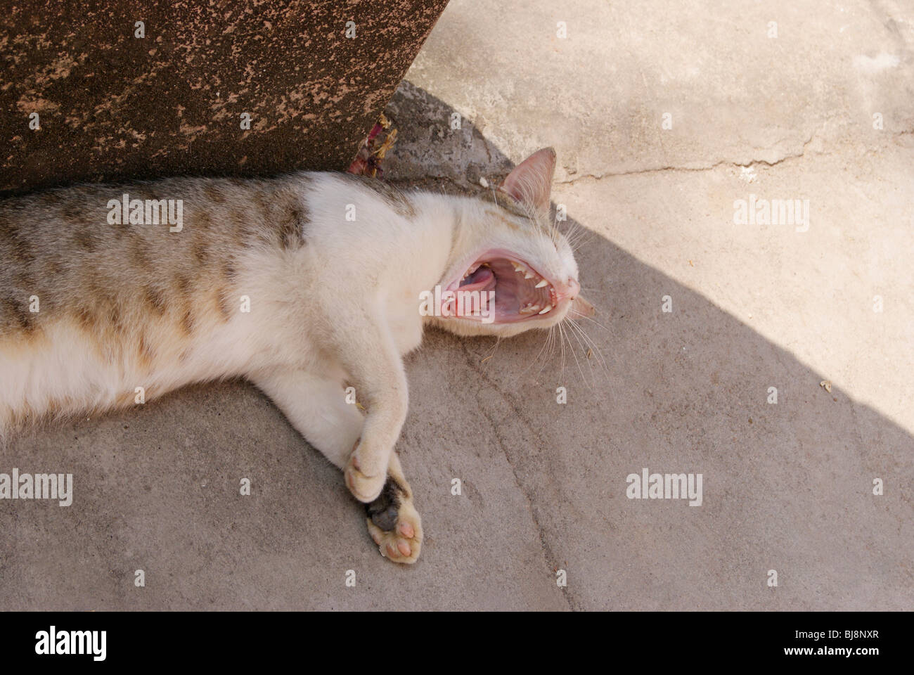 Gatito gato perezoso ampliamente abriendo su boca en un típico estilo  rugiente para dormir Fotografía de stock - Alamy