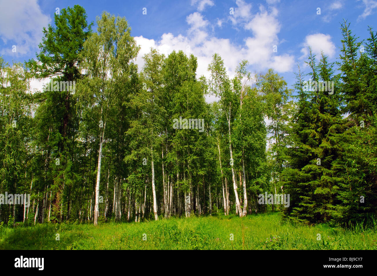 Bosque de pino y abedul de verano Foto de stock