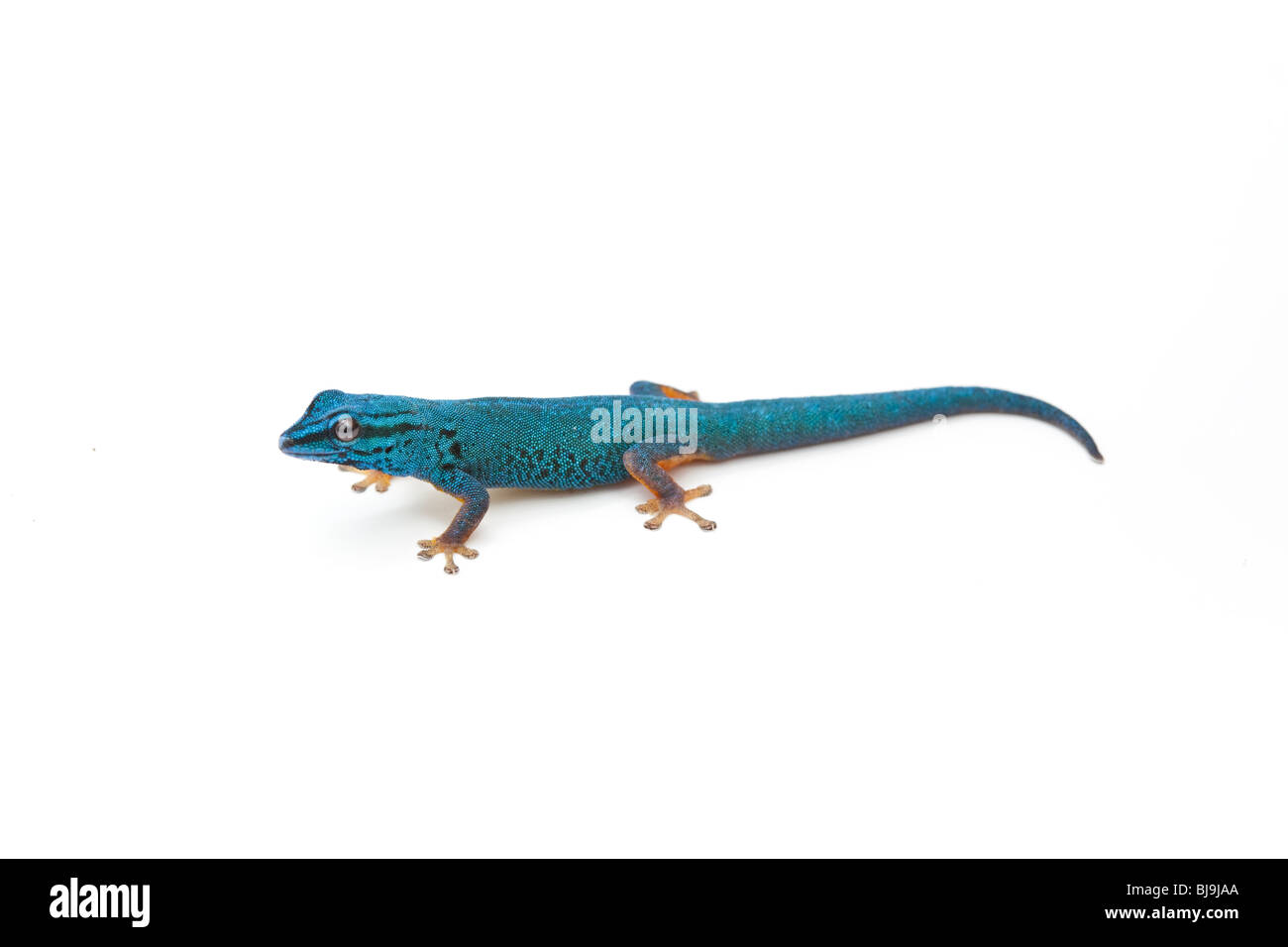 Azul eléctrico day gecko, Lygodactylus williamsi, Tanzania, sobre fondo blanco. Foto de stock