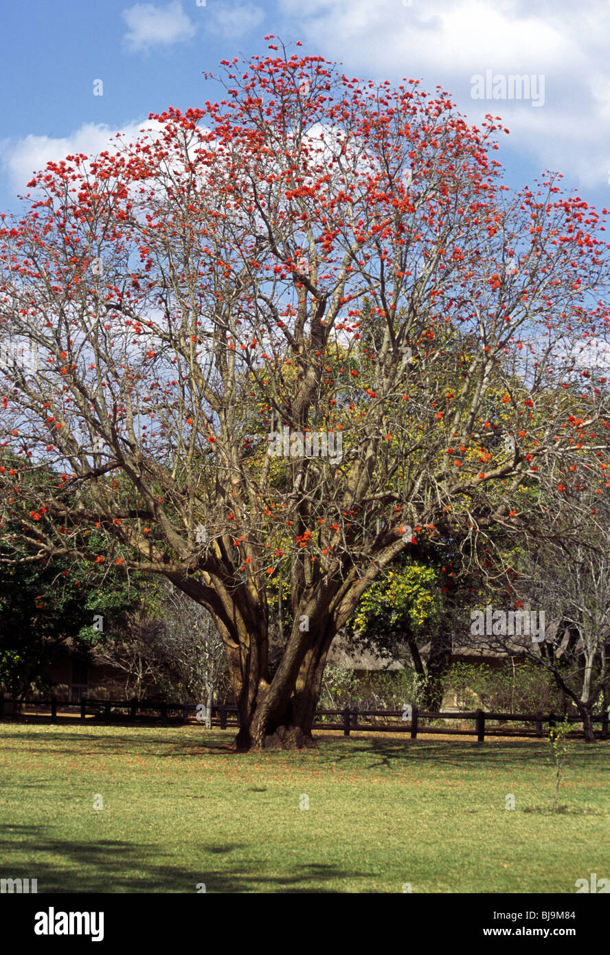 Un árbol de Coral común (Erythrina lysistemon), que se encuentra en el