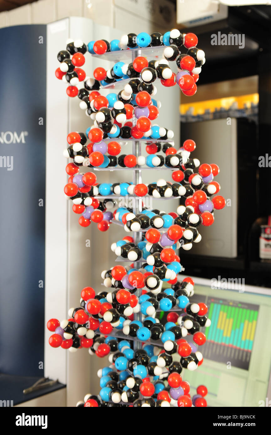 Modelo de estructura de moléculas de ADN de doble hélice -- rasgos  Fotografía de stock - Alamy