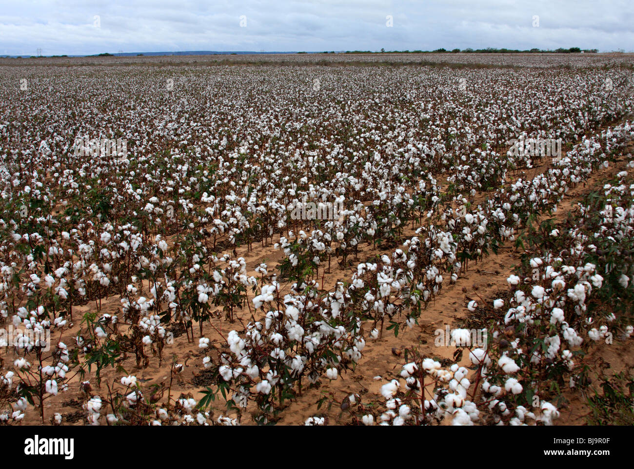 Campo de algodón, Texas Foto de stock