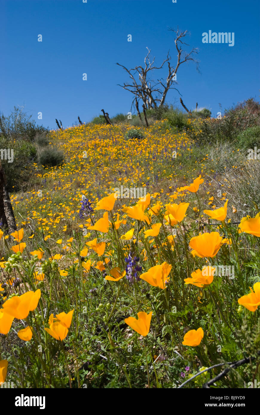 Flores silvestres (principalmente amapolas de California) en las laderas del lago Bartlett, Carefree, Arizona, EE.UU. Foto de stock