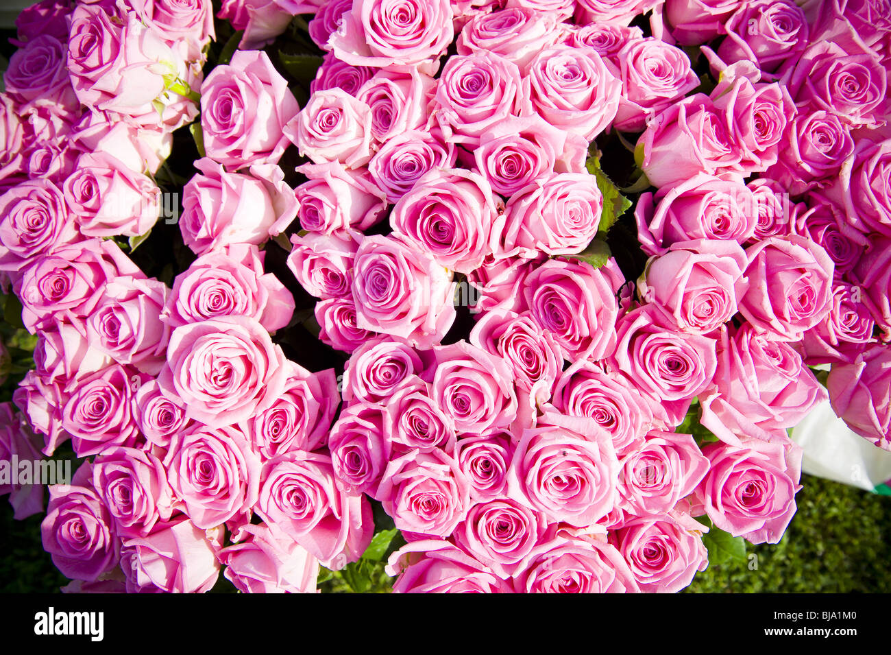Rosas rosadas Foto de stock