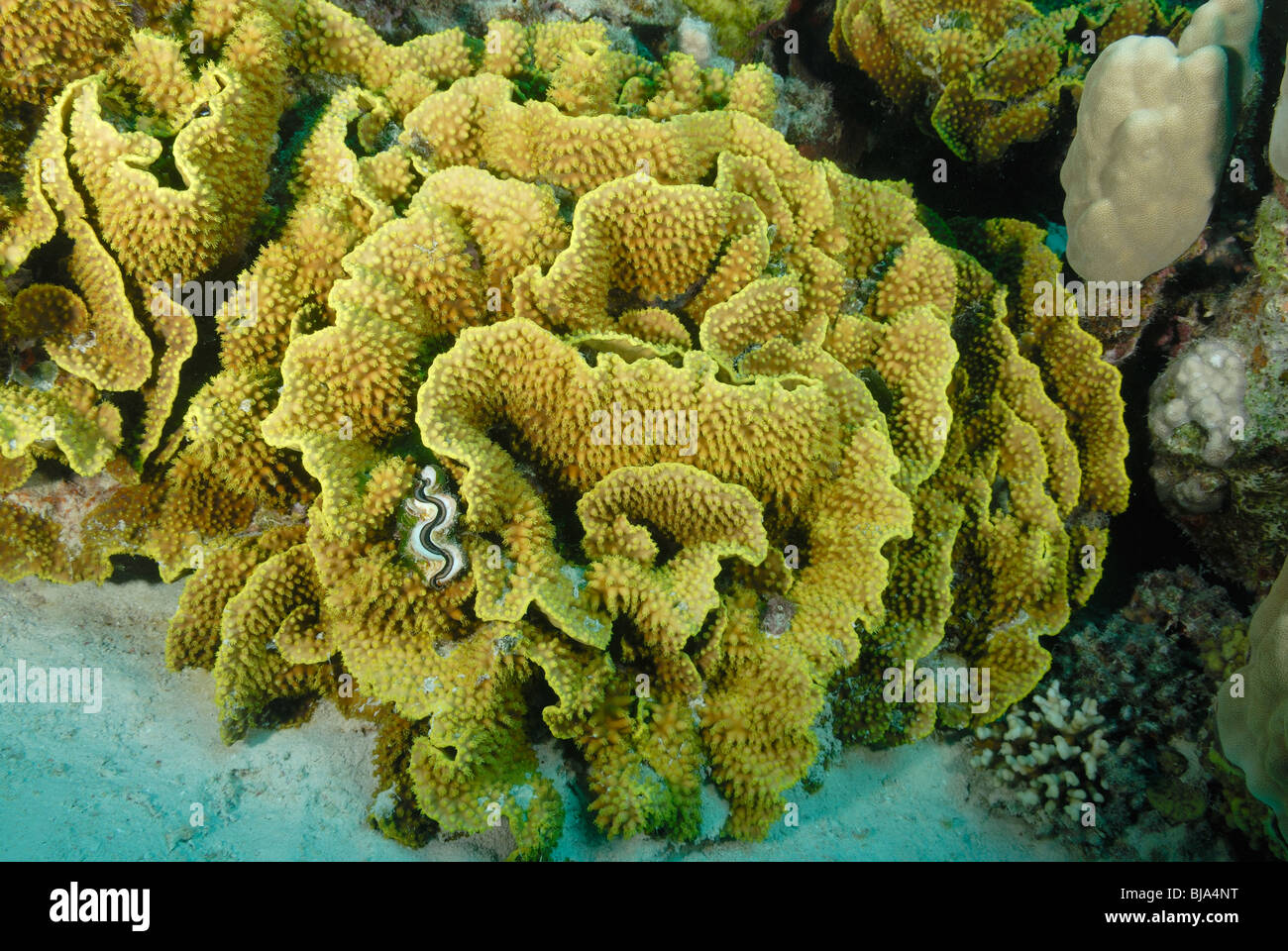 Cabeza de paeonia Pectinia coral en el Mar Rojo Fotografía de stock Alamy