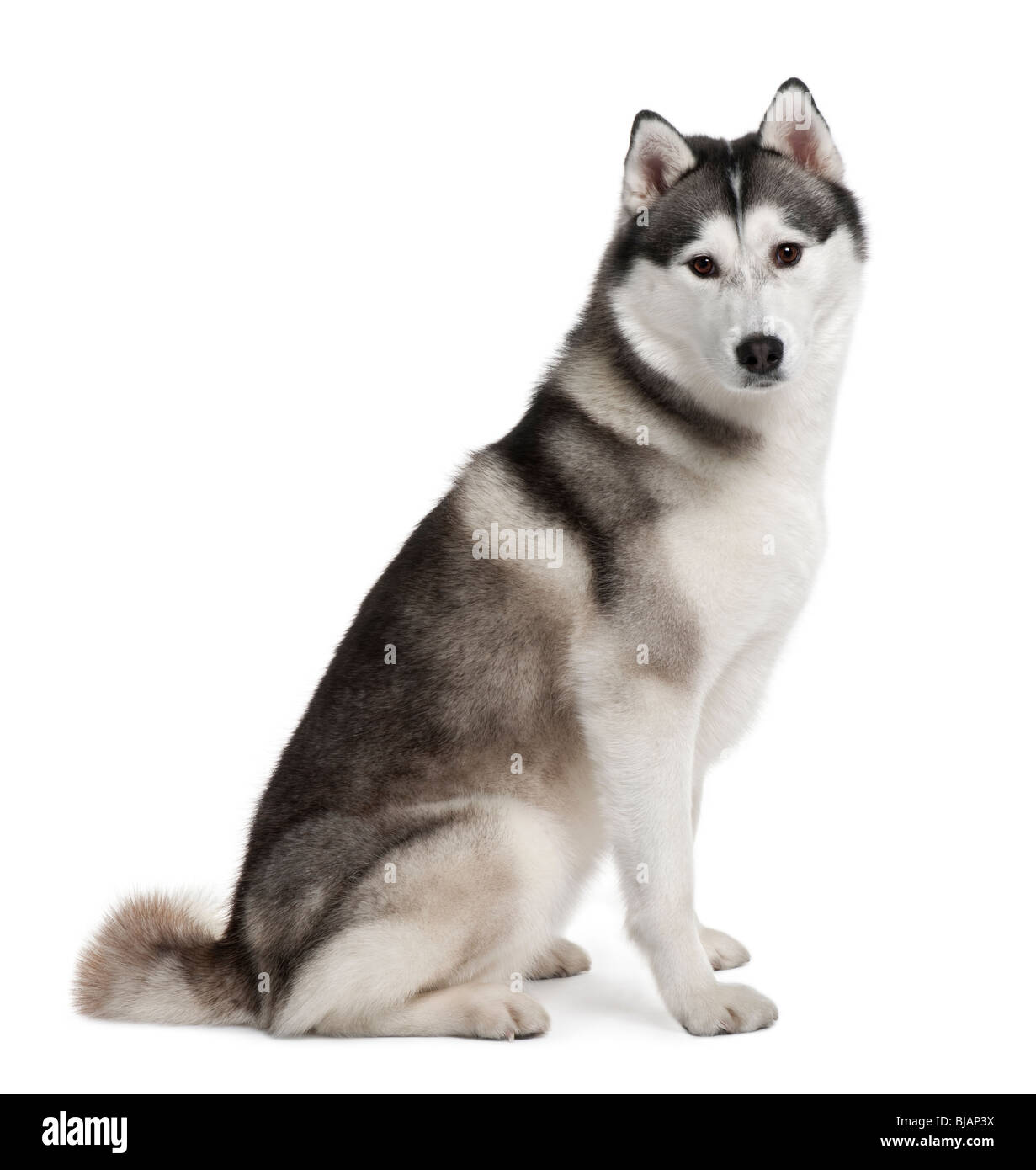 Akita inu, de 3 años de edad, sentada delante de un fondo blanco Foto de stock