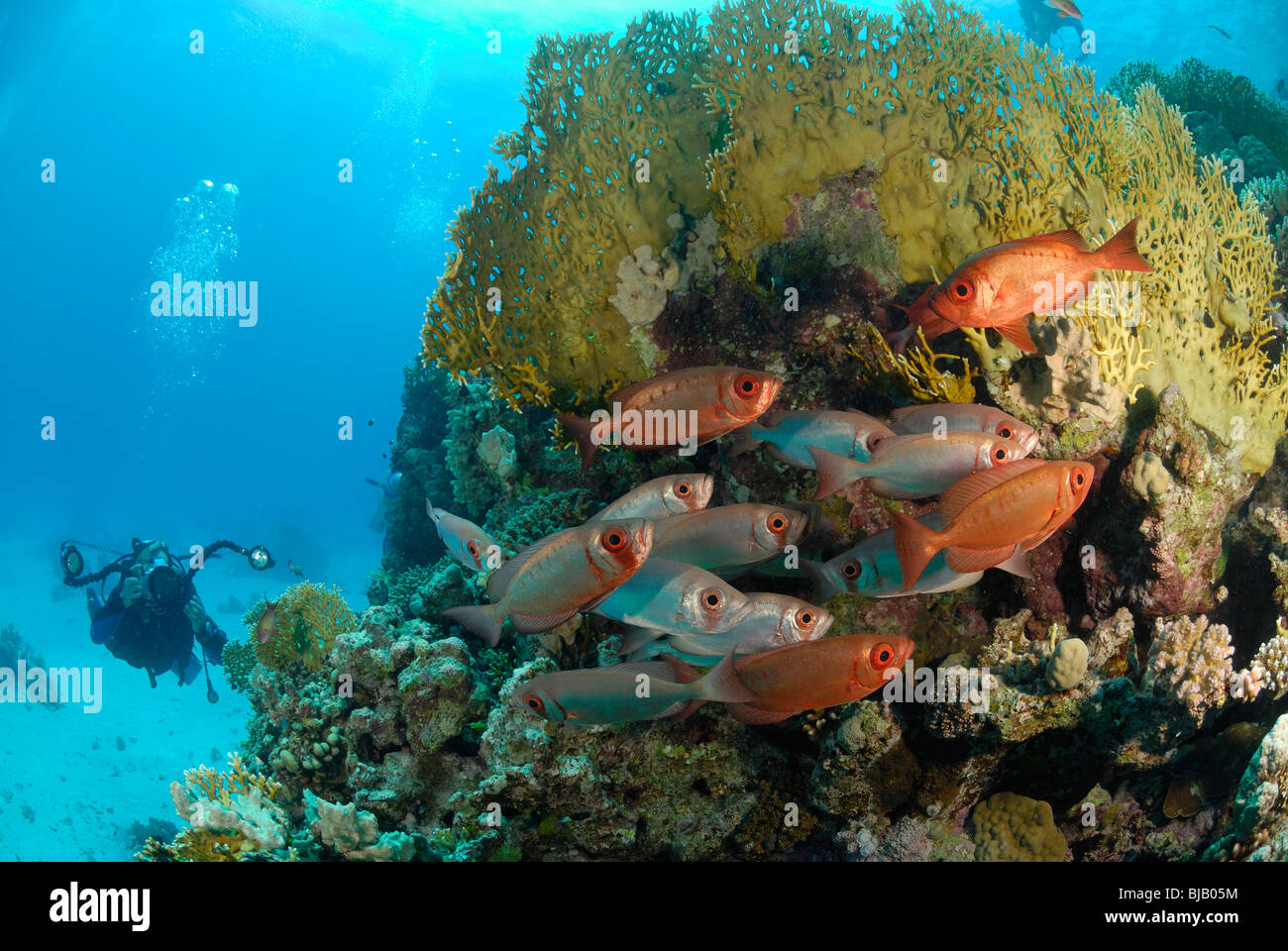 Escuela de patudo peces en el Mar Rojo, fuera de Safaga, Egipto Foto de stock