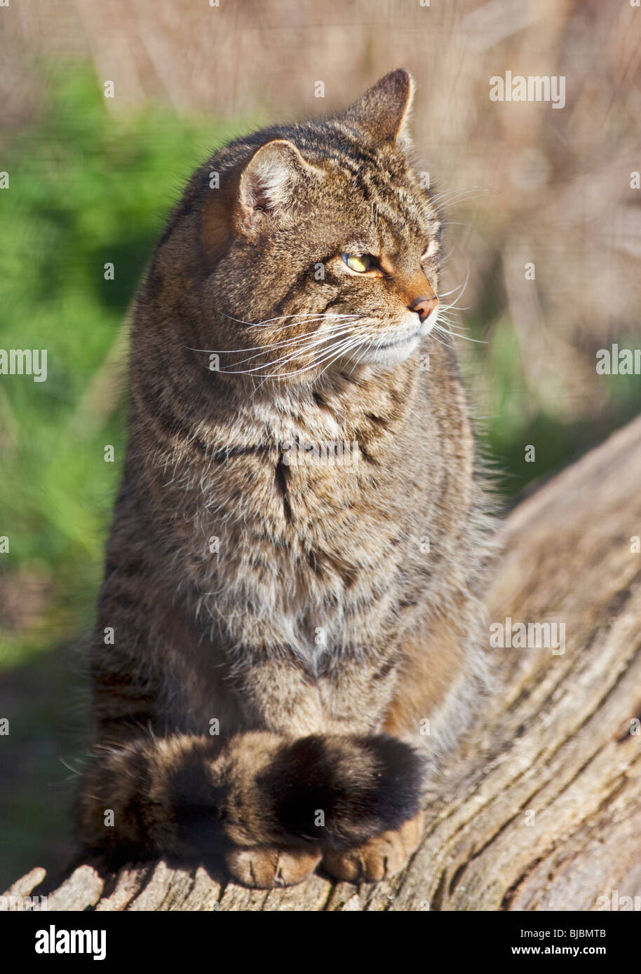 Gato Montés europeo (Felis silvestris) Foto de stock