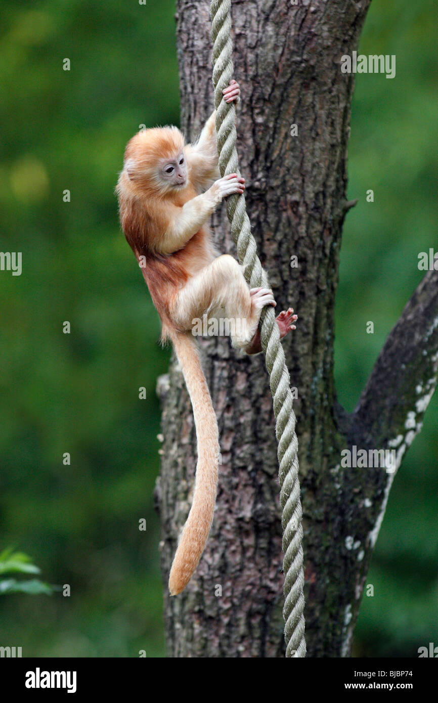 Hoja de ébano / Mono Langur javanés (Prebytis auratus), animal joven jugando en cuerda Foto de stock