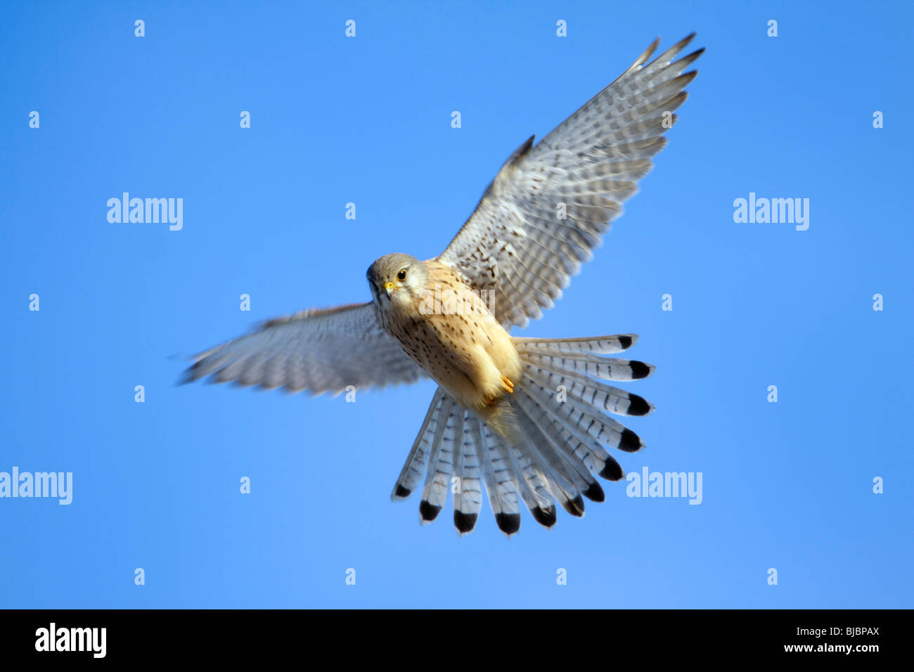 Unión cernícalo vulgar (Falco tinnunculus) - macho flotando en vuelo Foto de stock