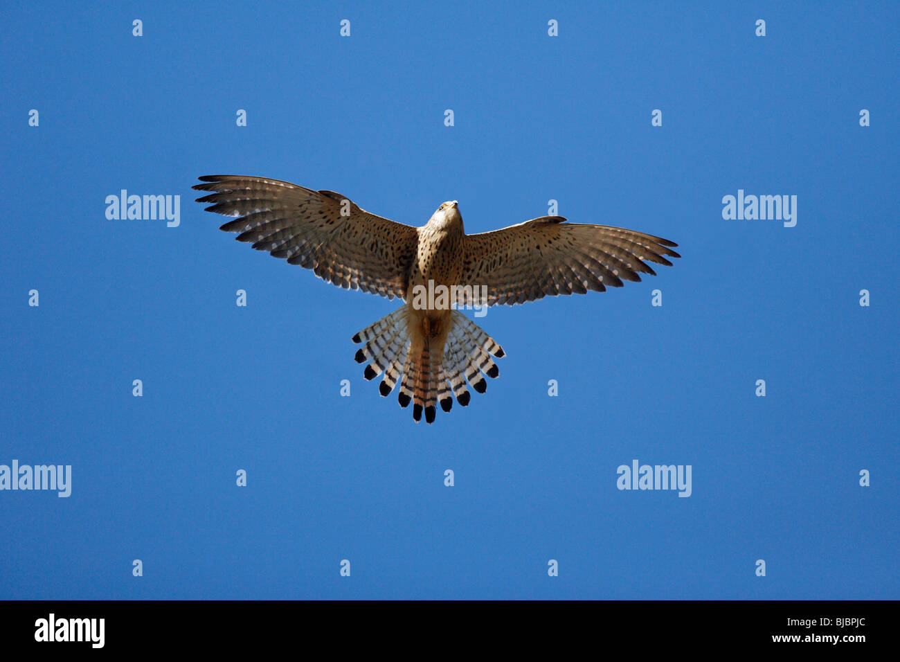 Cernícalo primilla (Falco naumanni), hembra en vuelo, Extremadura, España Foto de stock