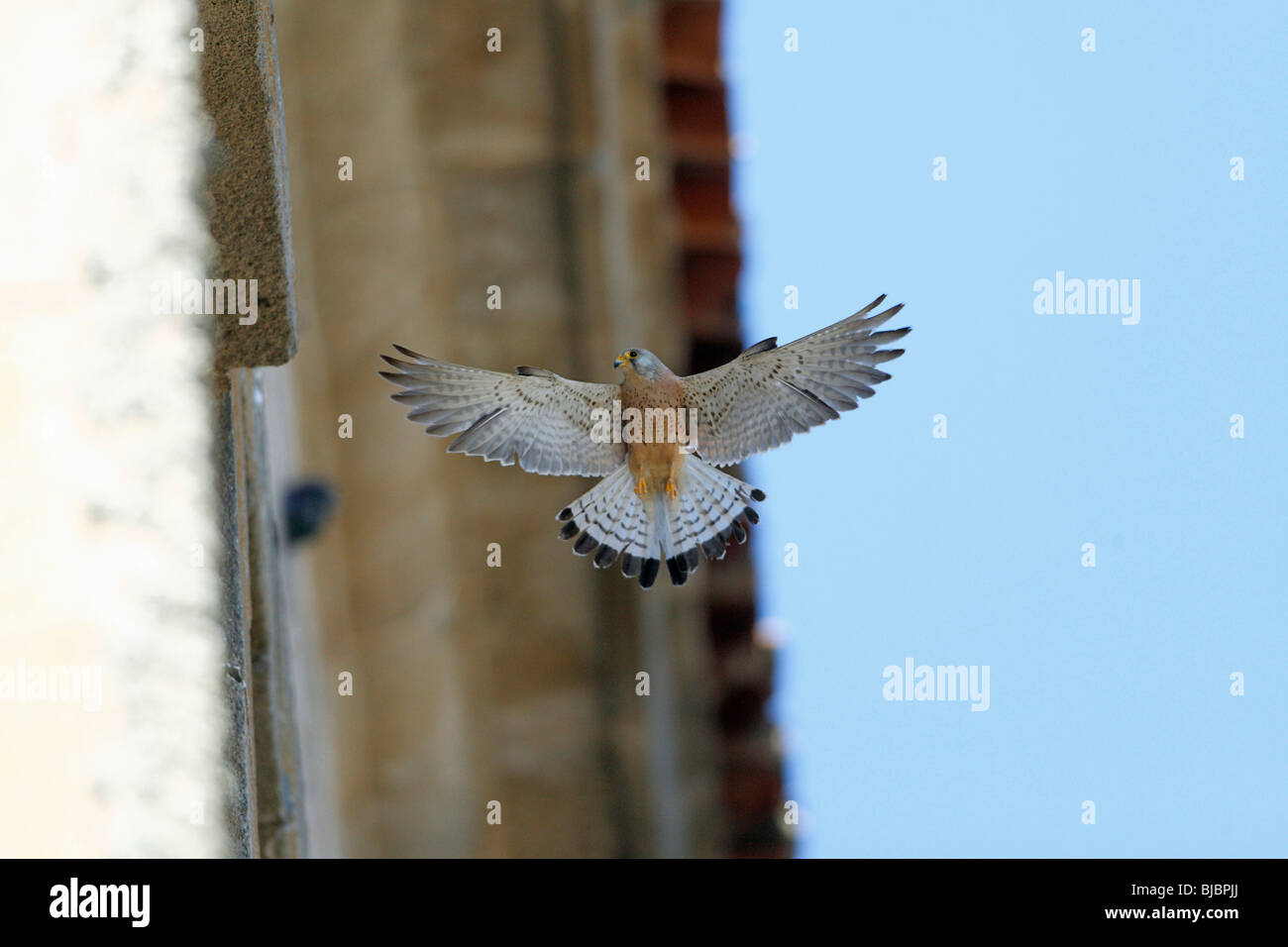 Cernícalo primilla (Falco naumanni) macho flotando junto al edificio, Extremadura, España Foto de stock