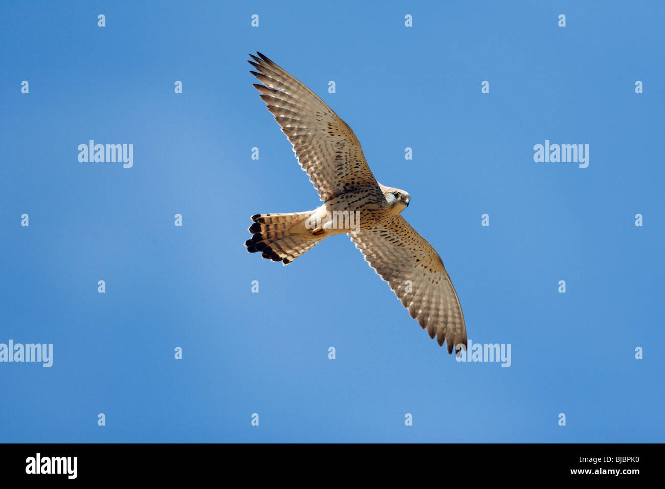 Cernícalo primilla (Falco naumanni) hembra en vuelo, Extremadura, España Foto de stock