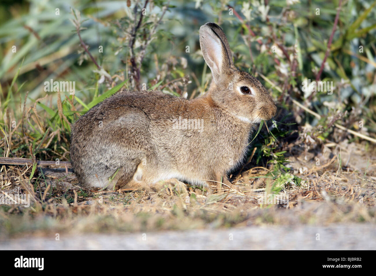 El conejo silvestre europeo (Oryctolagus cuniculus), la isla de Texel, Holanda Foto de stock