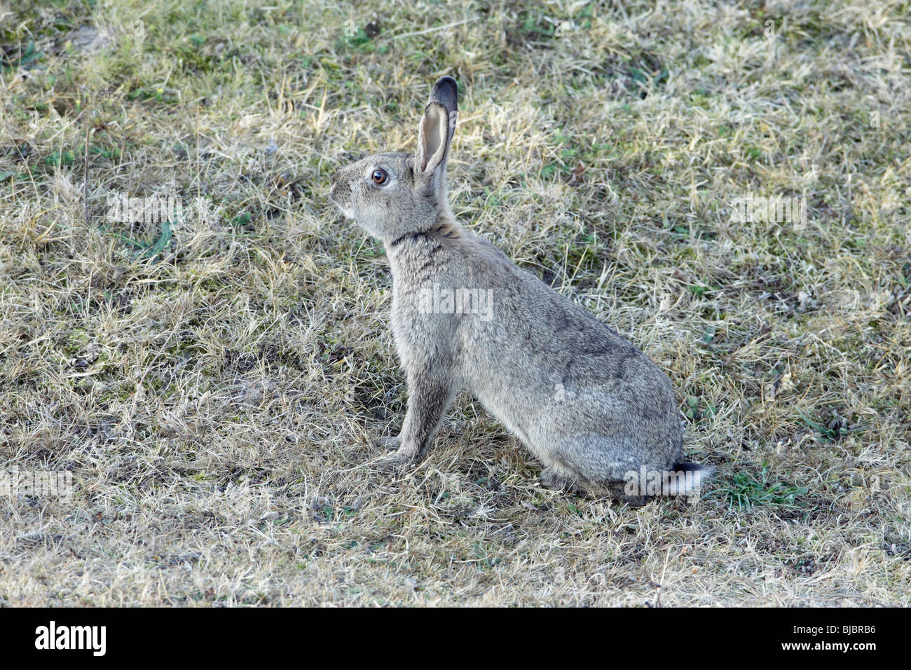El conejo silvestre europeo (Oryctolagus cuniculus), alerta, la isla de Texel, Holanda Foto de stock