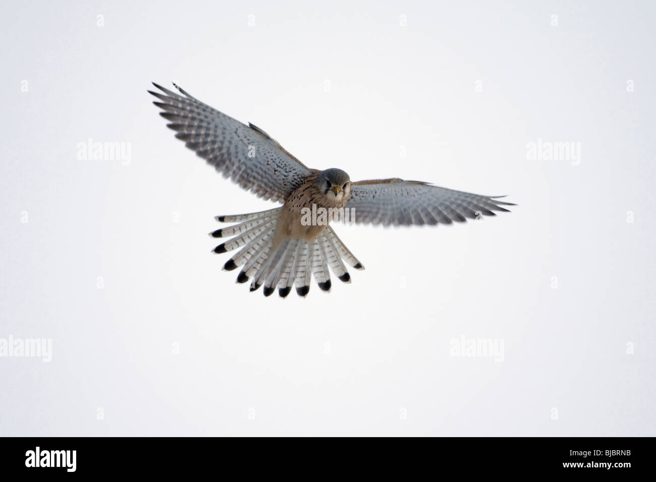 Cernícalo vulgar (Falco tinnunculus), macho flotando en vuelo, Alemania Foto de stock