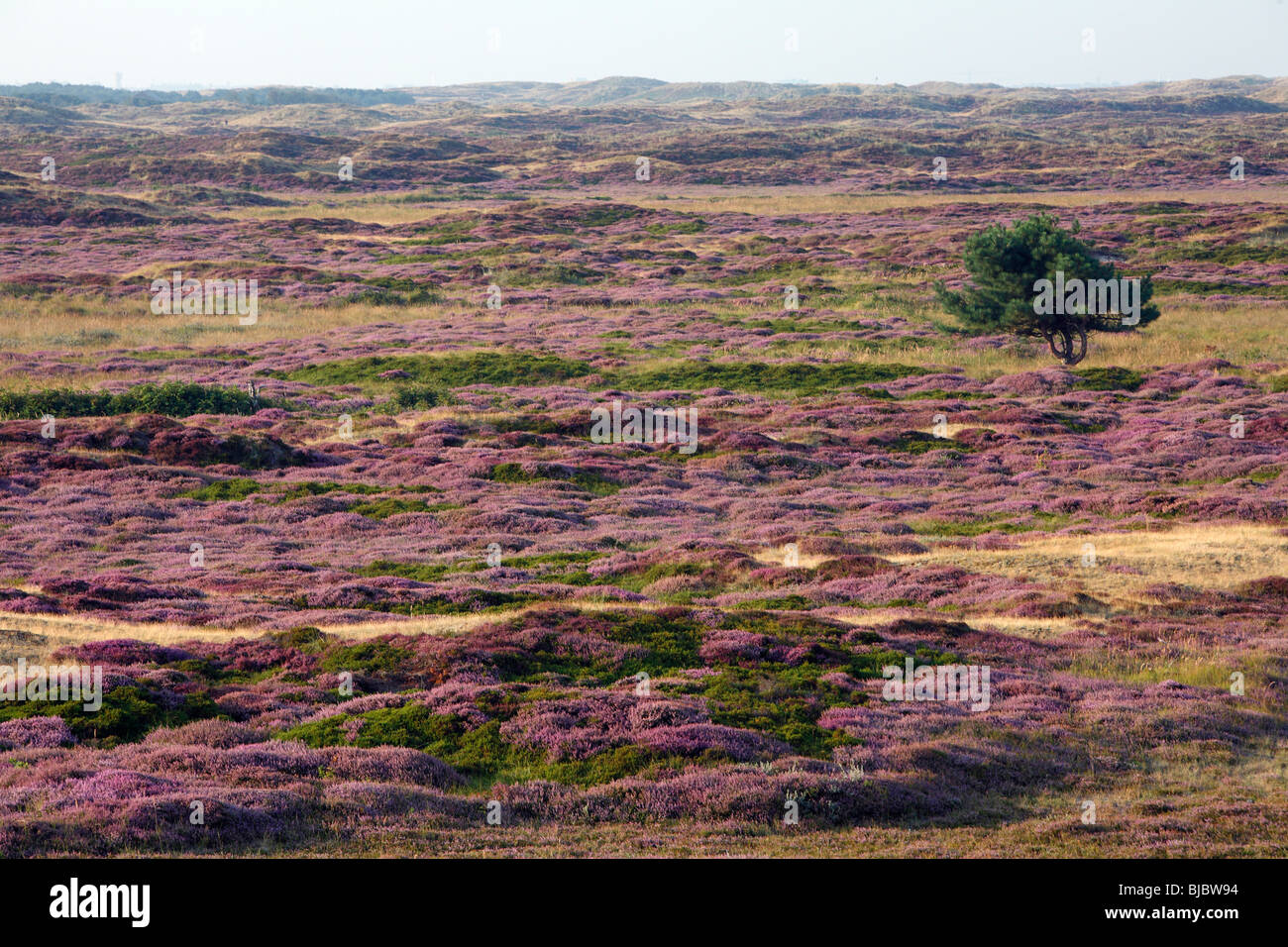 Brezo (Calluna vulgaris), en flor, reserva natural de dunas de arena, la isla de Texel, Holanda Foto de stock