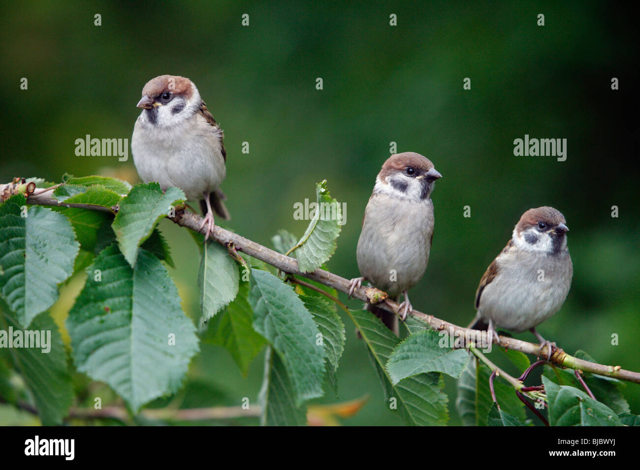 Árbol gorrión (Passer montanus) tres pájaros jóvenes encaramado en la rama Foto de stock