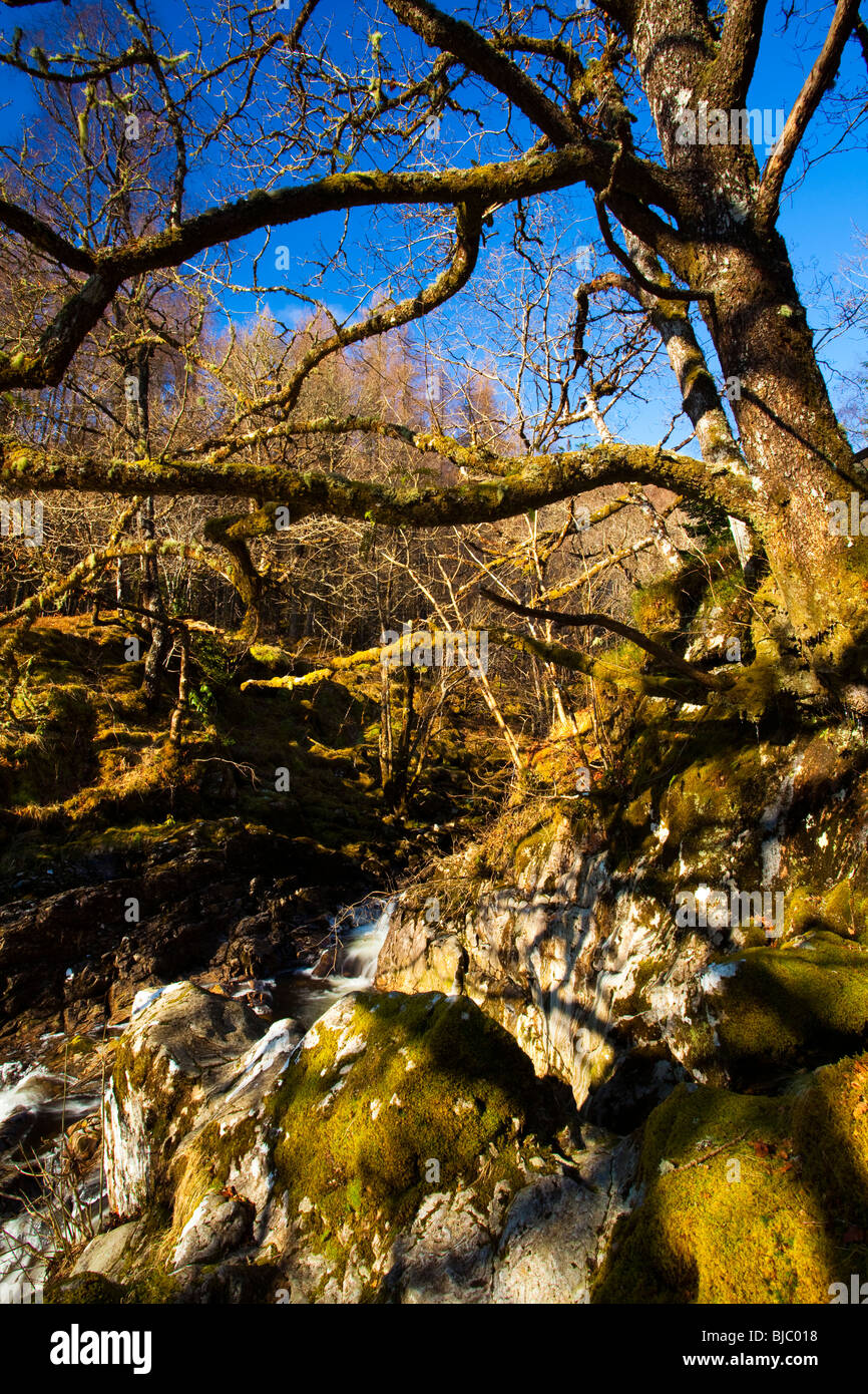 Escocia, Tierras Altas Escocesas, Eas Chia-AIG cascada. Cubiertas de musgo  arriba del árbol Eas Chia-AIG cascada Fotografía de stock - Alamy