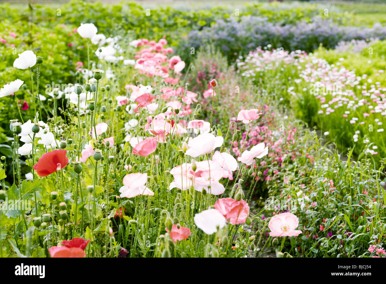 Amapolas Foto de stock