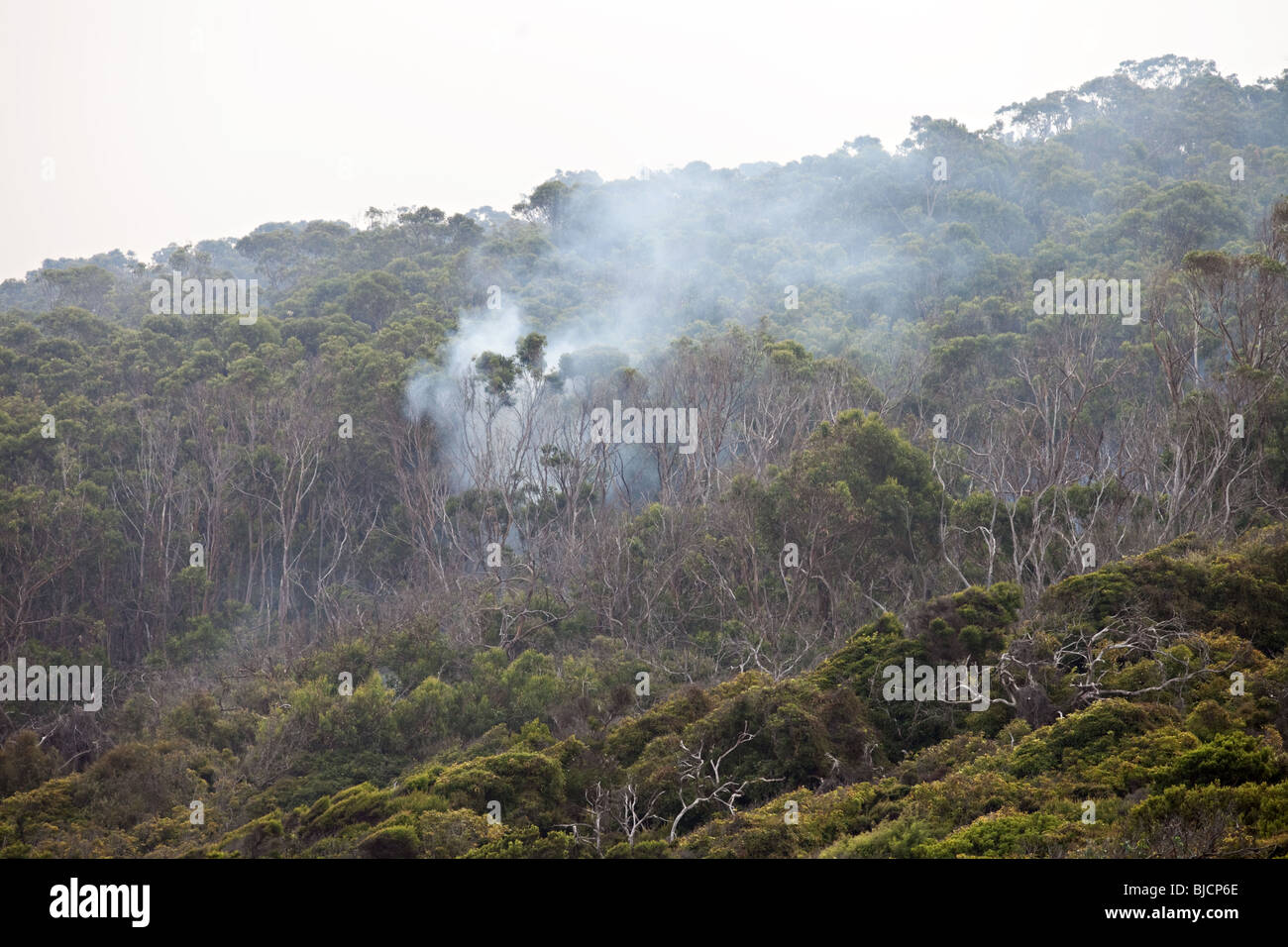 Incendios forestales de eucalipto en gran Otway National Park, Victoria, Australia Foto de stock