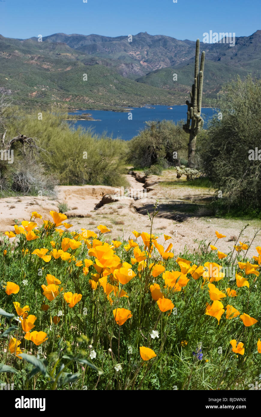 Bartlett Lago, cerca de Carefree, Arizona, EE.UU., durante la temporada de primavera de wildflower. Foto de stock