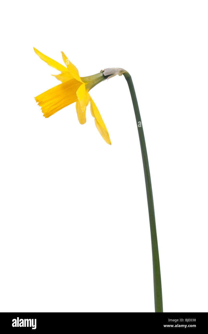 Un único narciso amarillo (Narcissus pseudonarcissus) flor sobre un fondo blanco. Foto de stock