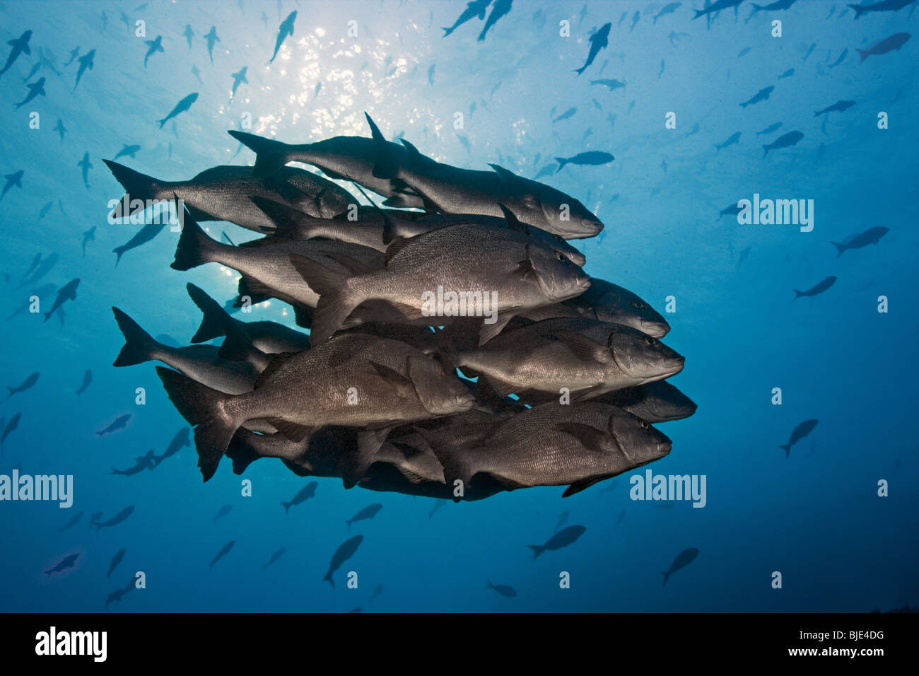 Un grupo de Jackfish cuelgan en la corriente de Humboldt por el borde del arrecife en el archipiélago de Galápagos. Foto de stock
