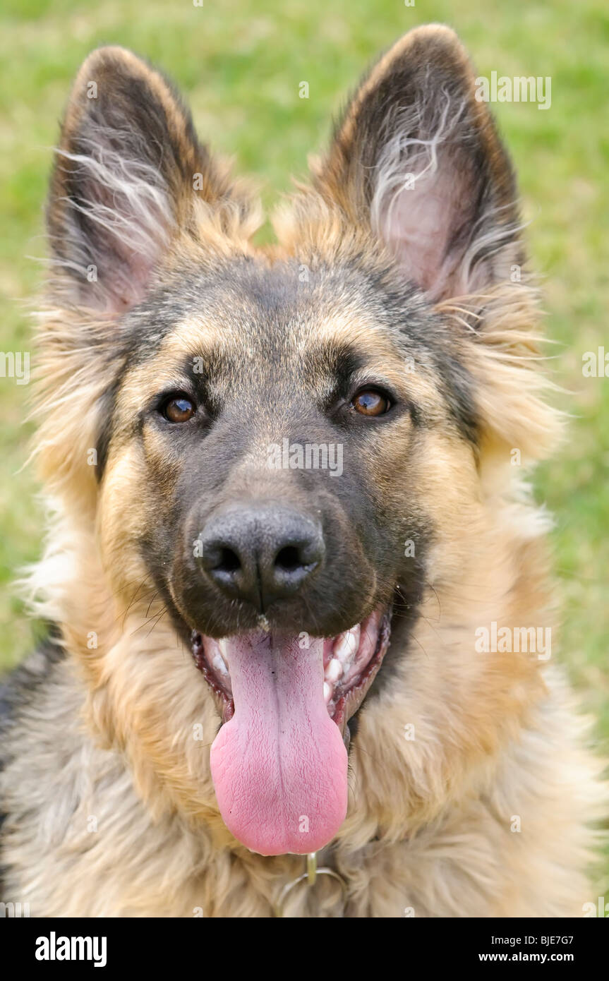 Pastor Alemán, Canis lupus familiaris, de pelo largo, cachorro de 6,5 meses  de edad Fotografía de stock - Alamy