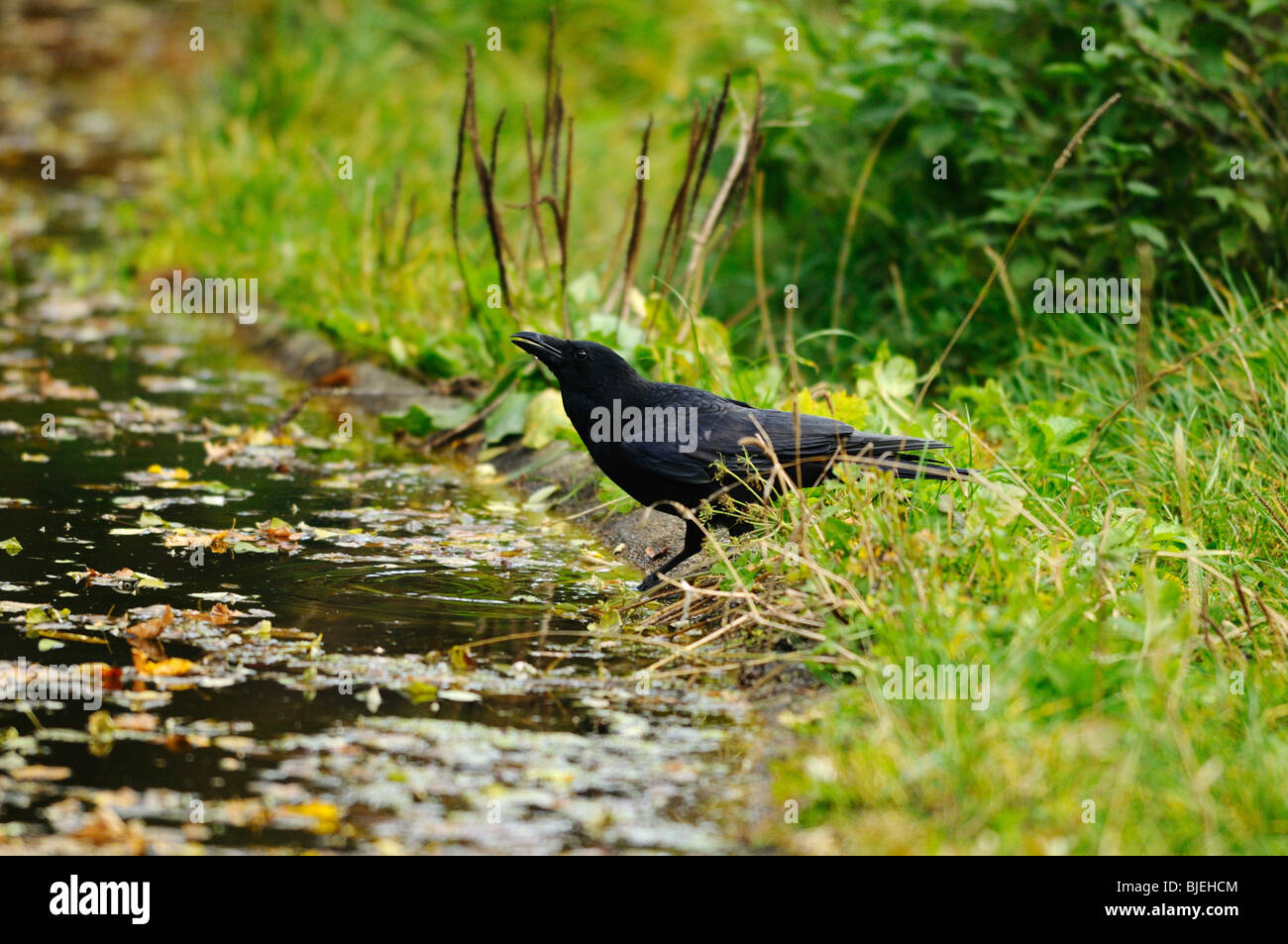 El Cuervo (Corvus corax) de pie en el borde de las aguas, vista lateral Foto de stock