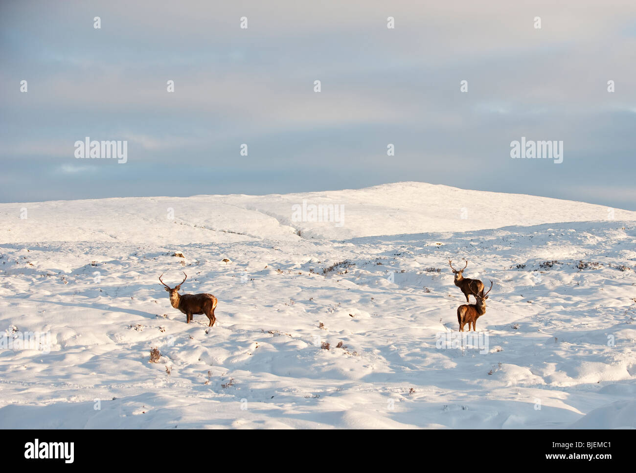 Red Deer Stags sobre Rannoch Moor en invierno Foto de stock