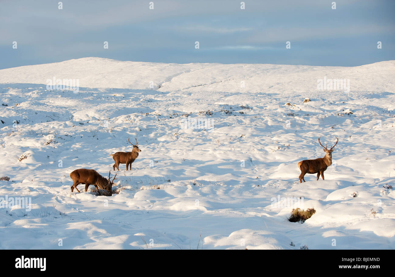 Red Deer Stags sobre Rannoch Moor en invierno Foto de stock