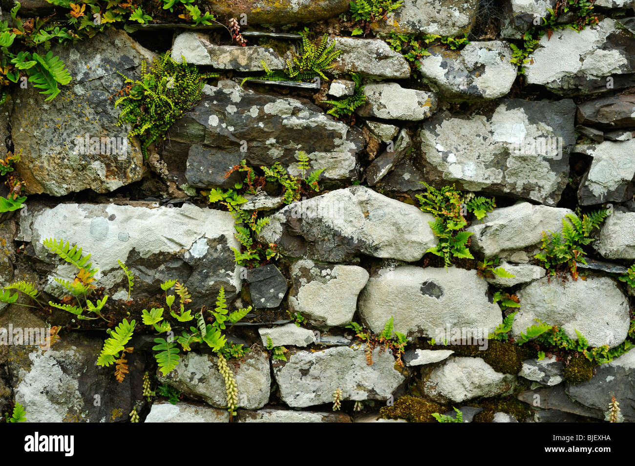 Close-up detalle de líquenes y brackens crecen en una vieja pared de piedra seca, Skomer, Gales. Foto de stock