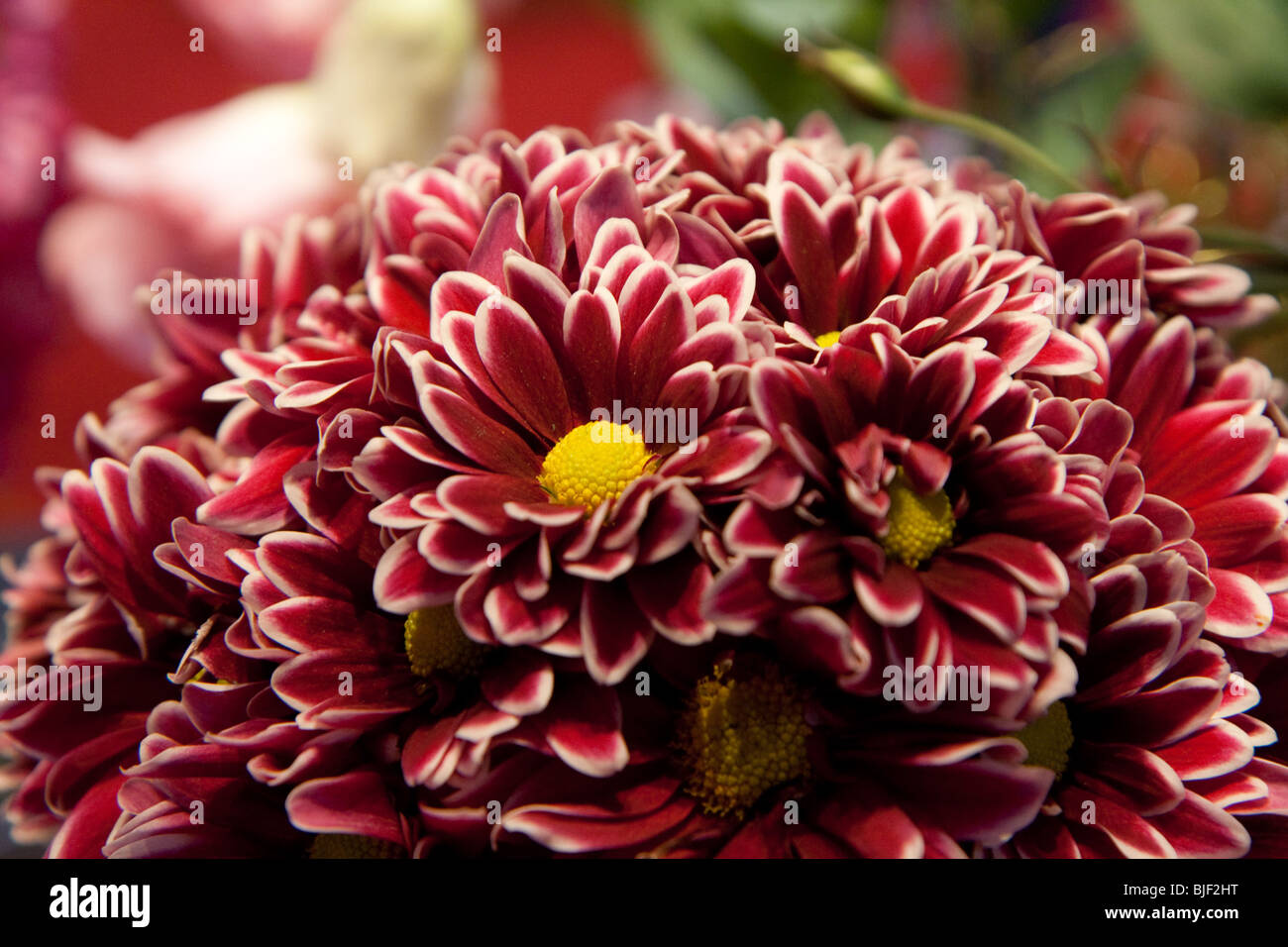 Closeup rojo flor blanca lote Florece primavera verano florece la apertura Foto de stock