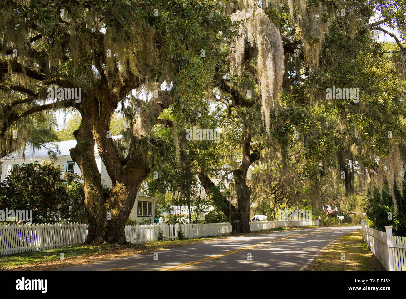 Los robles vivos del sur – quercus virginiana – y el musgo español adornan la ciudad de Rockville, en el país bajo de Carolina del Sur. Foto de stock
