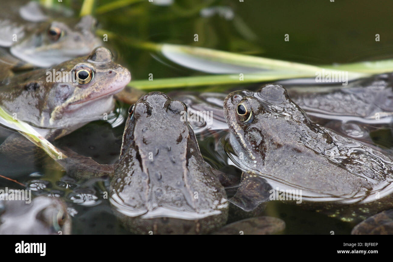 Las ranas en un estanque de jardín Foto de stock