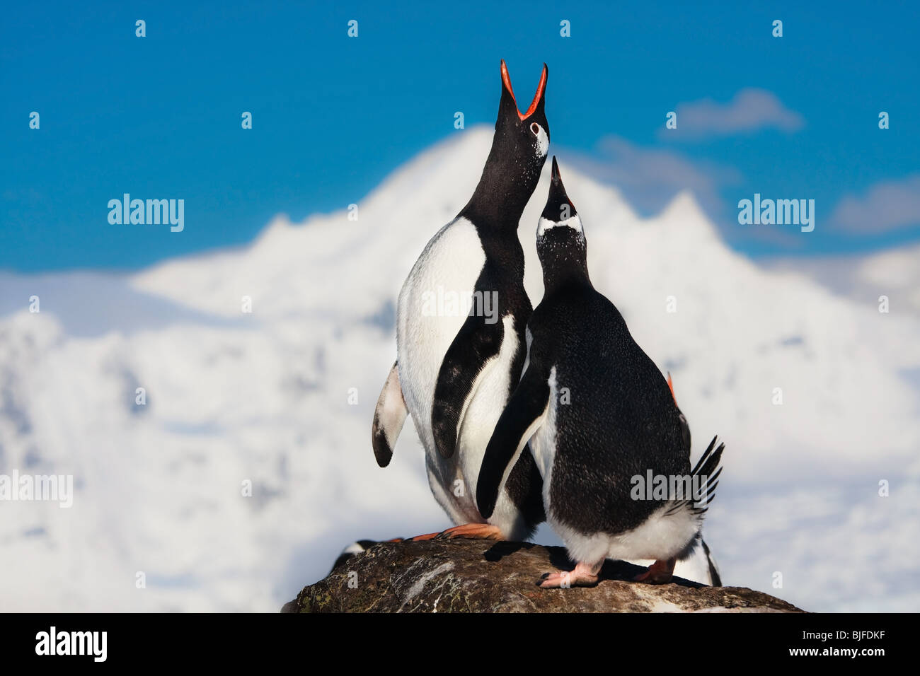 Los pingüinos cantando sobre una roca en la Antártida. Montañas de fondo Foto de stock