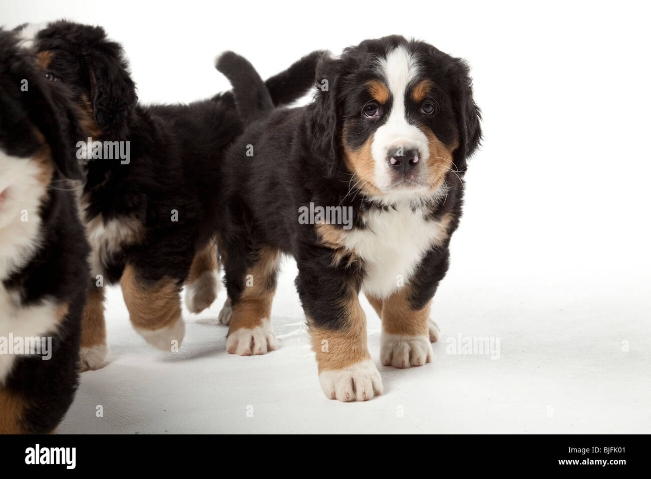7 semanas de viejo Perro San Bernardo cachorros de 7 semanas de edad  Fotografía de stock - Alamy
