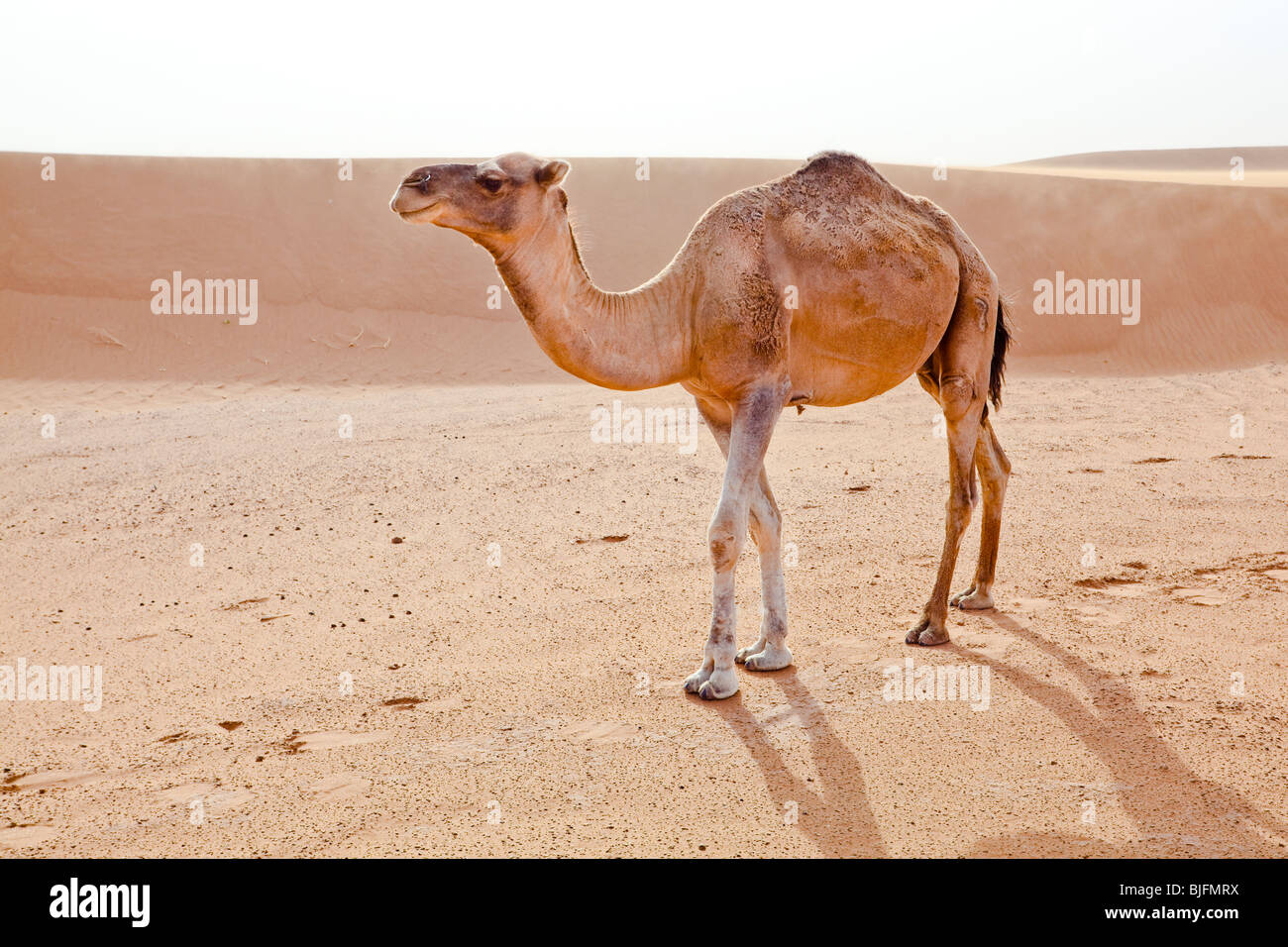 Camello en el desierto del Sahara en Marruecos. Disparo horizontal. Foto de stock