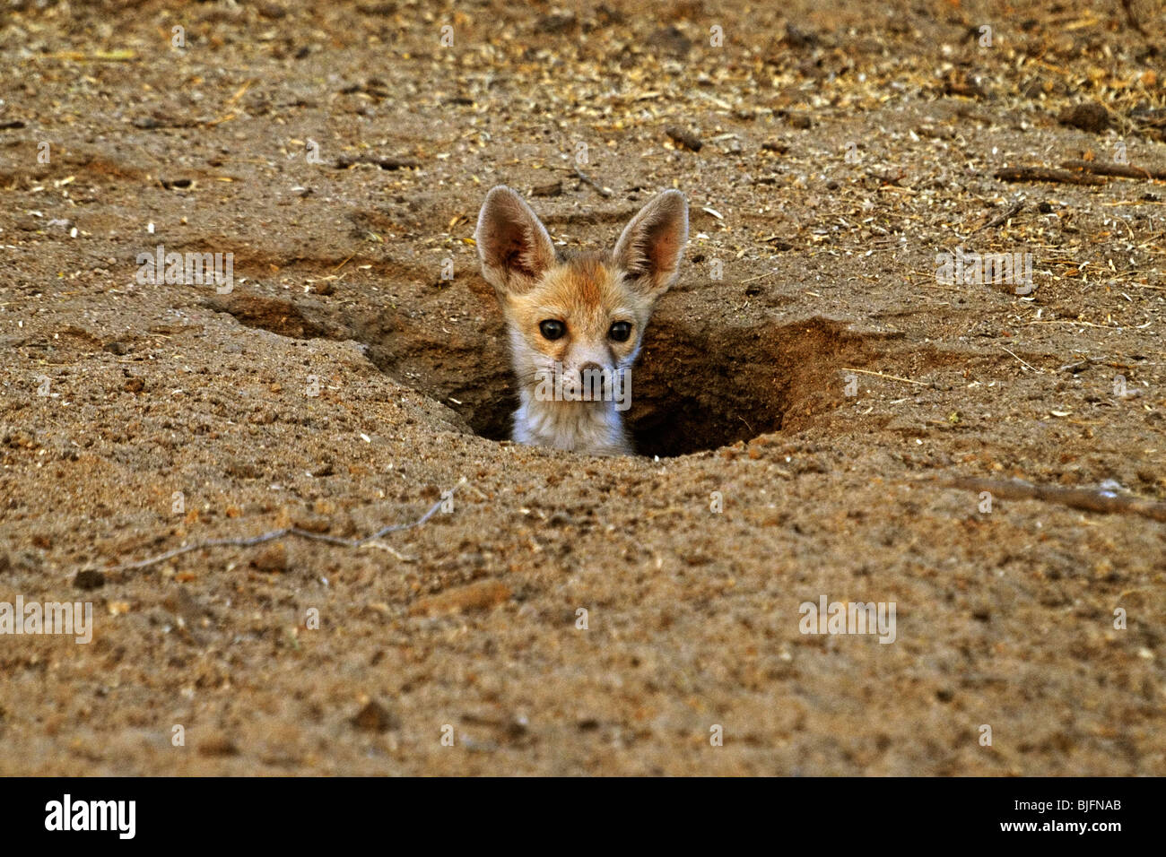 Cachorro de zorro del desierto Foto de stock