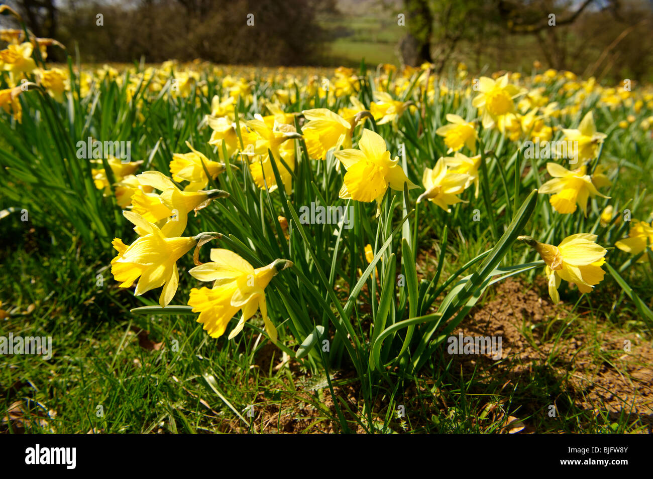 Narciso flores silvestres, ( Narcissus pseudonarcissus ) o Cuaresma Lilly plantas en floración, North Yorks Farndale Moros, North Yorkshire, Inglaterra Foto de stock