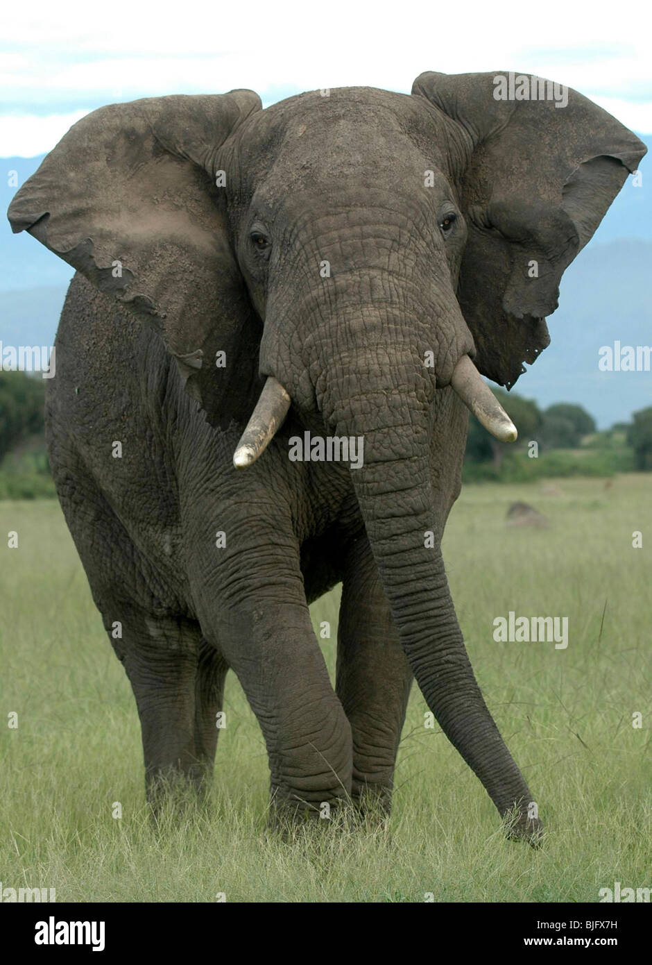 Un gran toro de elefantes en el Parque Nacional Queen Elizabeth. Uganda, África © Demelza Cloke Foto de stock