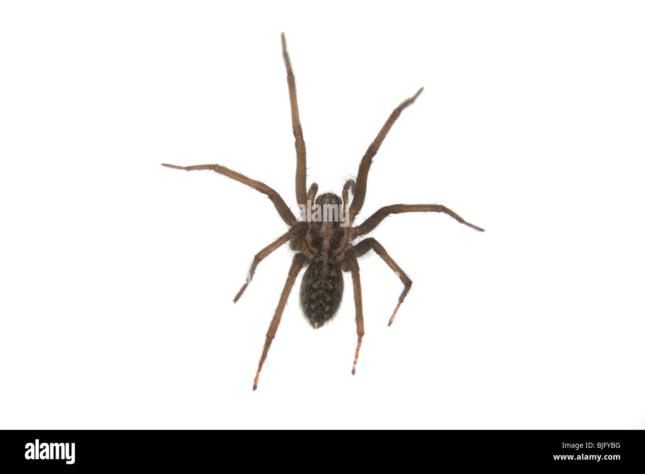 Tegenaria Gigantea o una casa común Araña, encontrados en el Reino Unido. Foto de stock