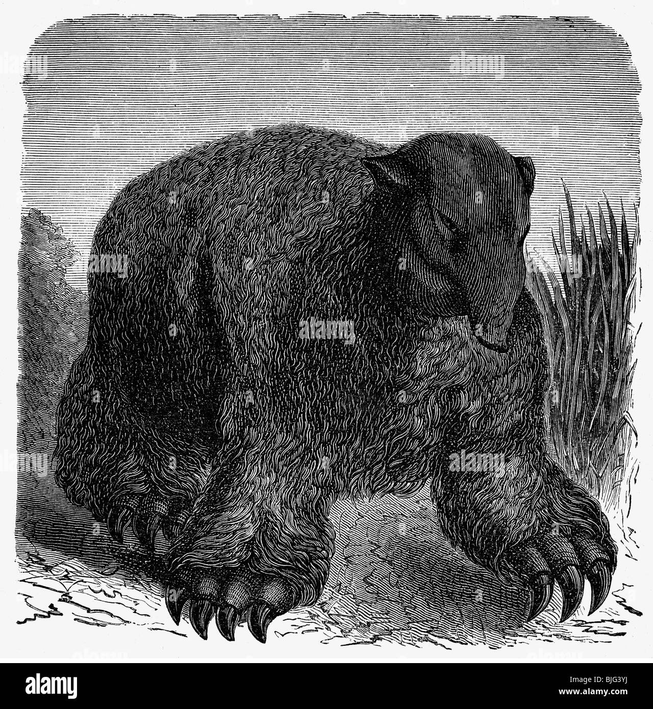 prehistoria, animales, perezoso terrestre, ilustración, grabado de madera, circa 1870, Foto de stock