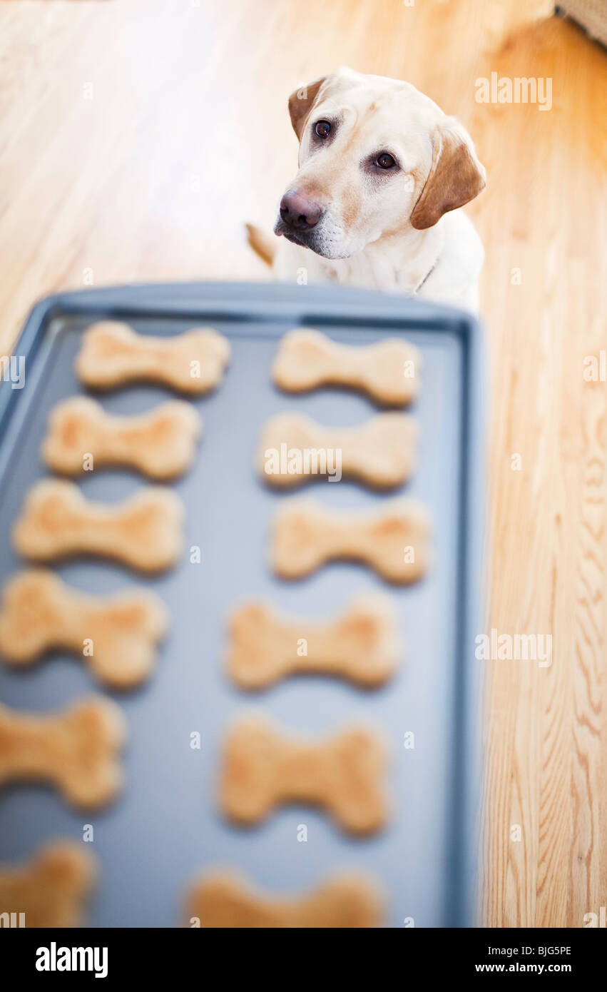 Labrador Retriever amarillo joven pidiendo galletas caseras para perros. Foto de stock