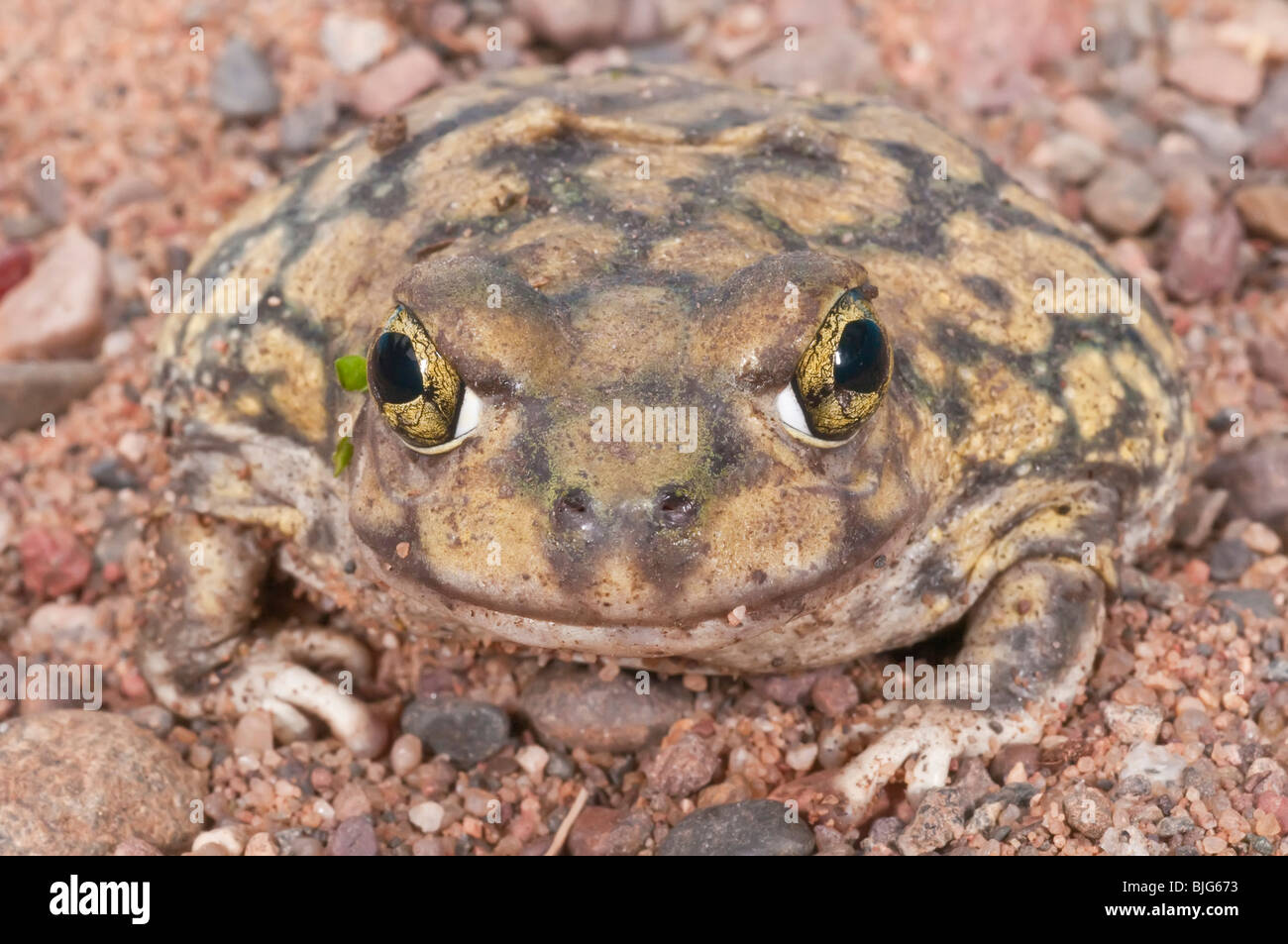 La camilla, Scaphiopus couchii spadefoot toad, es nativa del suroeste de los Estados Unidos, norte de México y de la península de Baja California Foto de stock