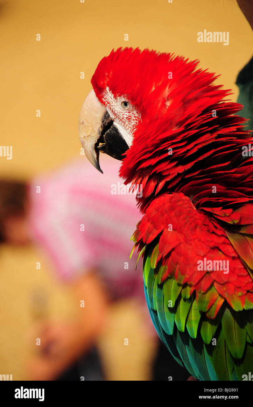 Un colorido periquito en un Safari Park, REINO UNIDO Foto de stock