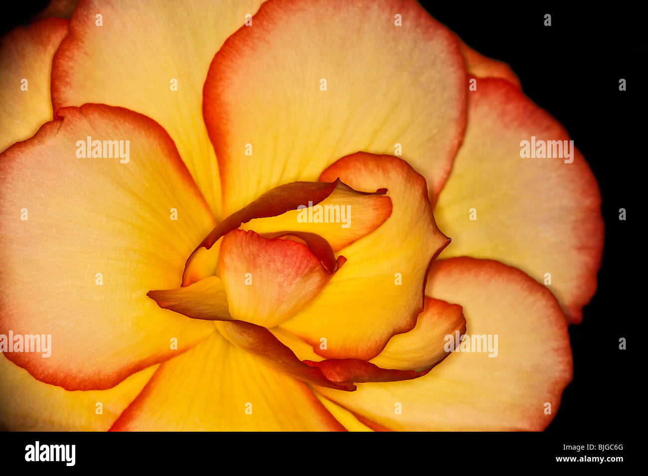 Flor de geranio fotografías e imágenes de alta resolución - Alamy
