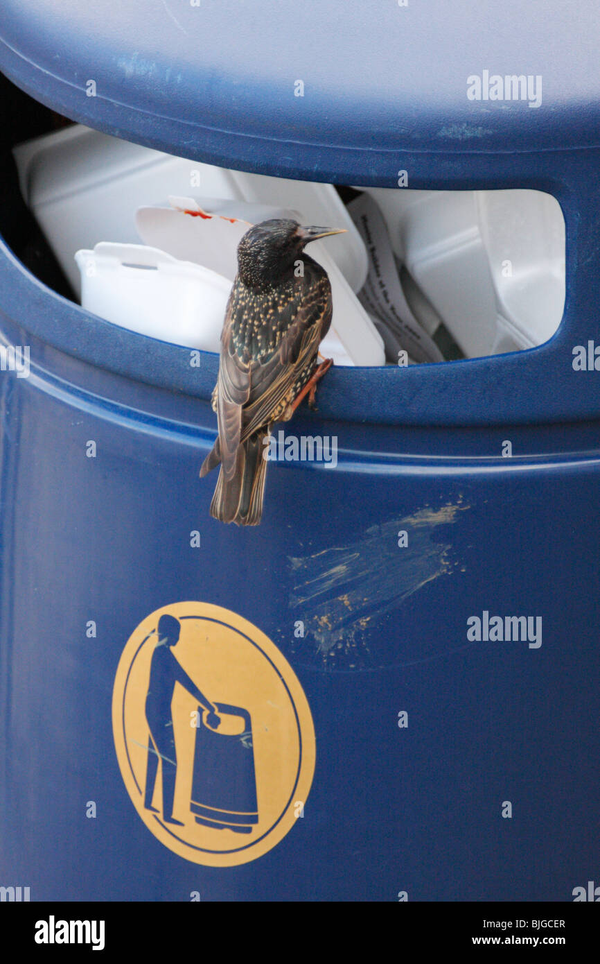 Starling, Sturnus vulgaris, buscando comida en un cubo de basura Foto de stock